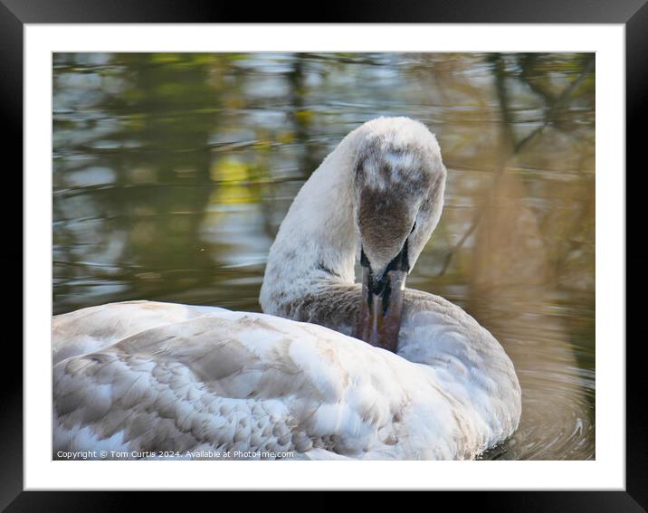 Cygnet in the water Framed Mounted Print by Tom Curtis