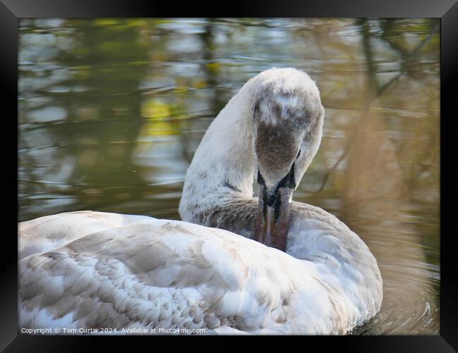 Cygnet in the water Framed Print by Tom Curtis
