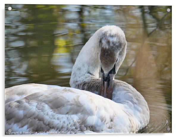 Cygnet in the water Acrylic by Tom Curtis