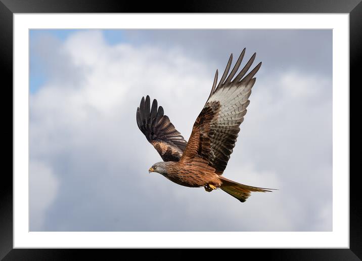 red kite Framed Mounted Print by Alan Tunnicliffe
