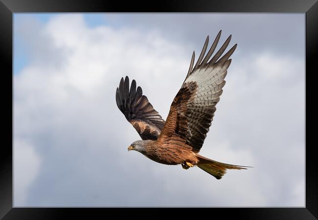 red kite Framed Print by Alan Tunnicliffe