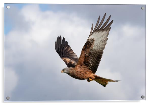 red kite Acrylic by Alan Tunnicliffe