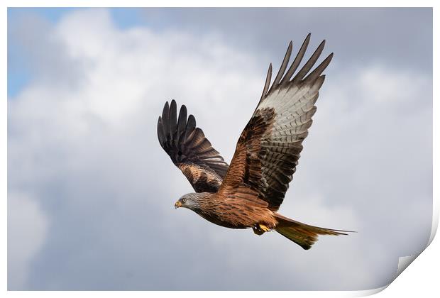 red kite Print by Alan Tunnicliffe