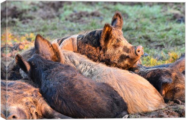 Mangalica pigs sleeping in the sun  Canvas Print by Shaun Jacobs