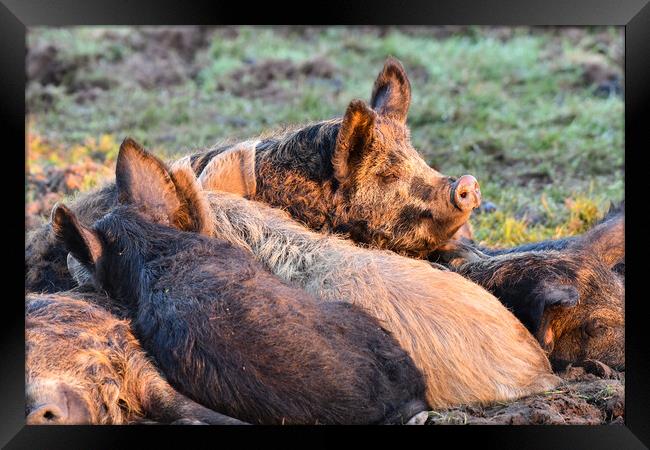 Mangalica pigs sleeping in the sun  Framed Print by Shaun Jacobs