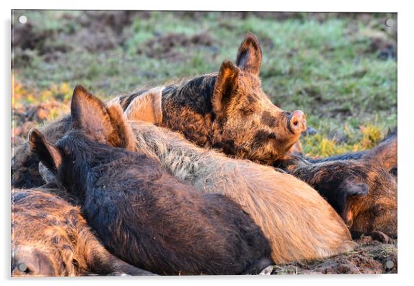 Mangalica pigs sleeping in the sun  Acrylic by Shaun Jacobs