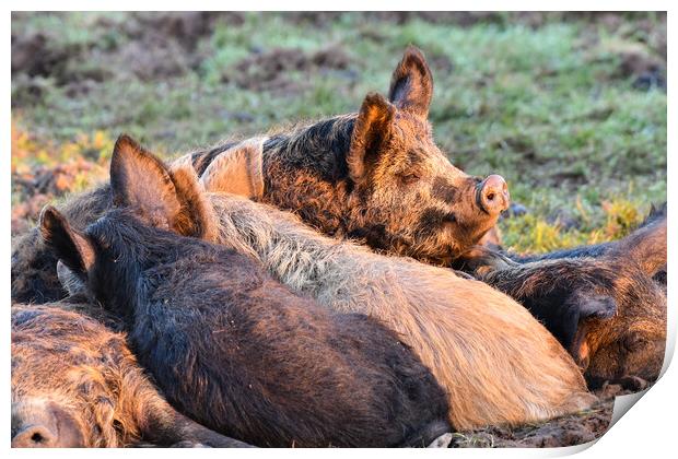 Mangalica pigs sleeping in the sun  Print by Shaun Jacobs