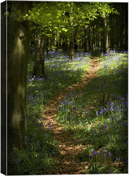 BLUEBELL WALK Canvas Print by Anthony R Dudley (LRPS)