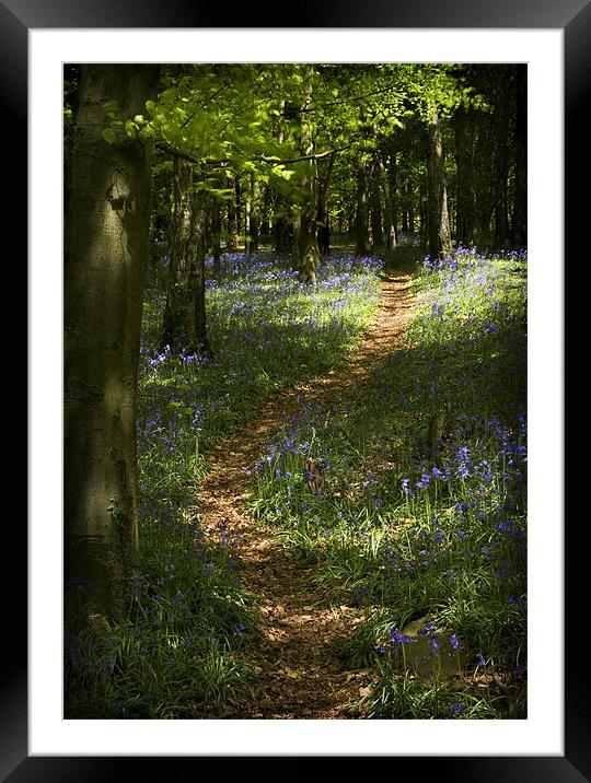 BLUEBELL WALK Framed Mounted Print by Anthony R Dudley (LRPS)