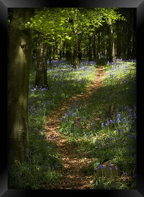 BLUEBELL WALK Framed Print by Anthony R Dudley (LRPS)