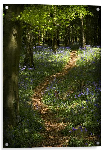 BLUEBELL WALK Acrylic by Anthony R Dudley (LRPS)