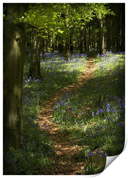 BLUEBELL WALK Print by Anthony R Dudley (LRPS)