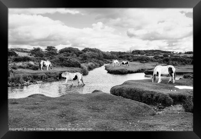 Bodmin Moor Ponies Mono Framed Print by Diana Mower