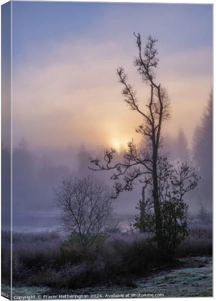 Misty Morning Canvas Print by Fraser Hetherington