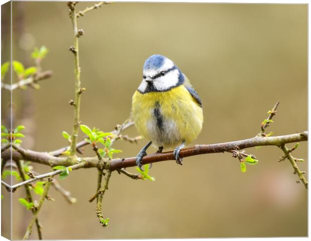 Blue tit perched on a branch  Canvas Print by Shaun Jacobs