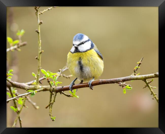 Blue tit perched on a branch  Framed Print by Shaun Jacobs