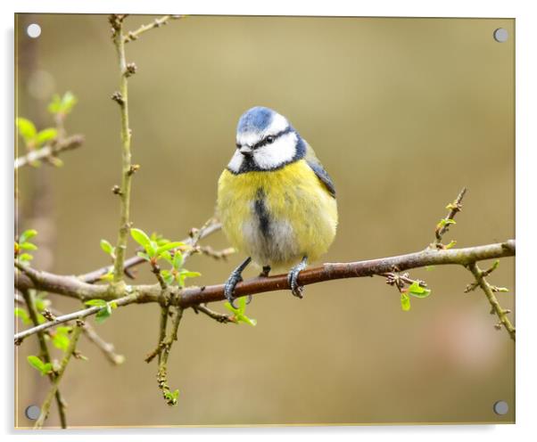 Blue tit perched on a branch  Acrylic by Shaun Jacobs