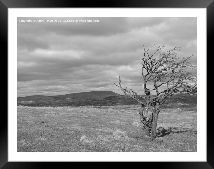 Pendle tree Framed Mounted Print by Adam Taylor