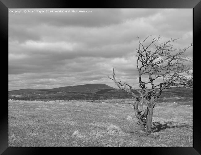 Pendle tree Framed Print by Adam Taylor