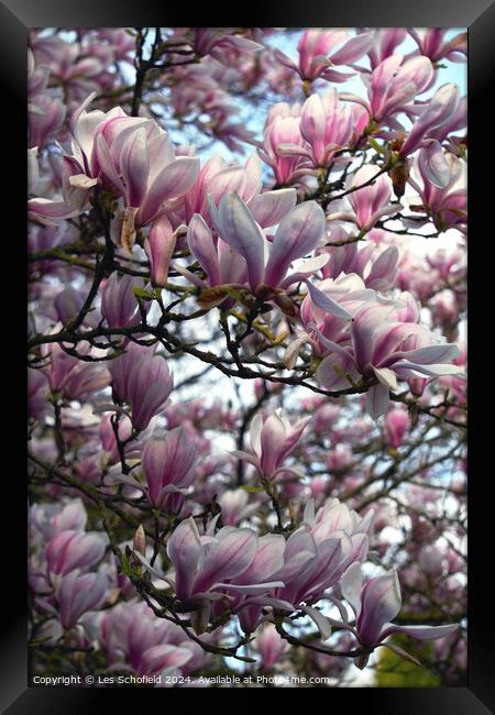 Magnolia Tree Framed Print by Les Schofield