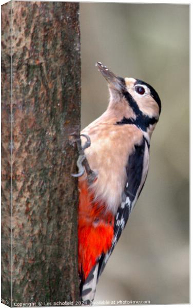 Woodpecker Canvas Print by Les Schofield