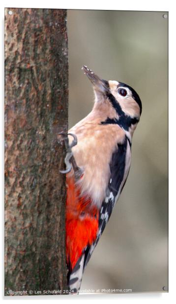 Woodpecker Acrylic by Les Schofield