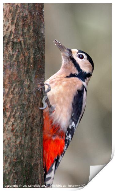 Woodpecker Print by Les Schofield