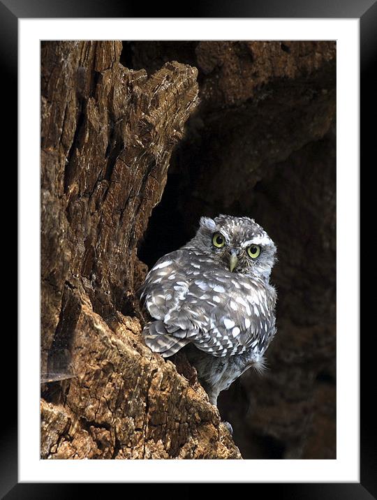 LITTLE OWL Framed Mounted Print by Anthony R Dudley (LRPS)