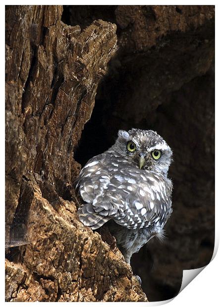 LITTLE OWL Print by Anthony R Dudley (LRPS)