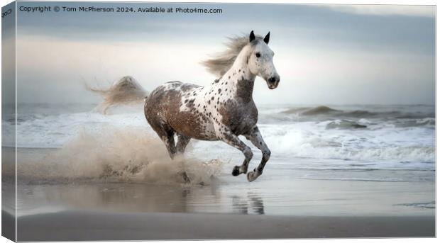 Appaloosa Horse Canvas Print by Tom McPherson
