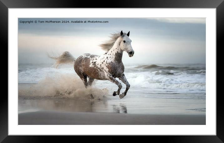 Appaloosa Horse Framed Mounted Print by Tom McPherson