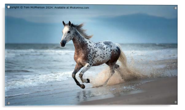 Appaloosa Horse Acrylic by Tom McPherson