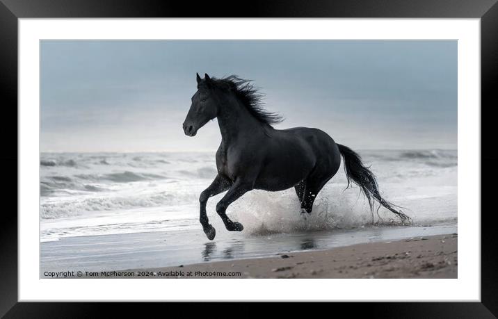 Fresian Horse gallops through Surf Framed Mounted Print by Tom McPherson