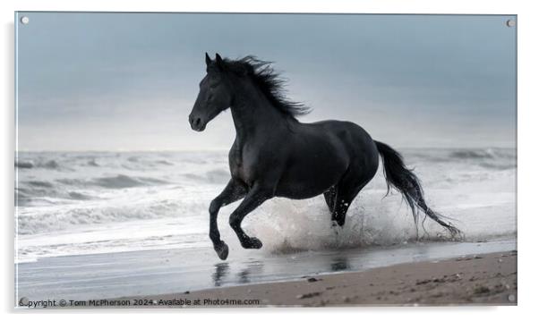 Fresian Horse gallops through Surf Acrylic by Tom McPherson
