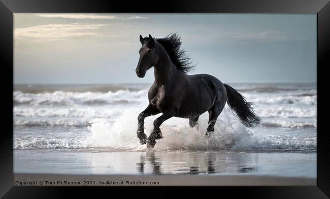 Fresian Horse run through the surf at the beach Framed Print by Tom McPherson