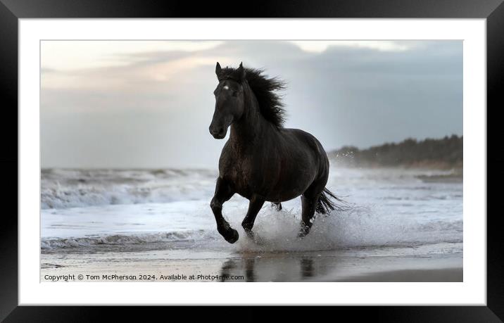 Fresian Horse on Beach Framed Mounted Print by Tom McPherson