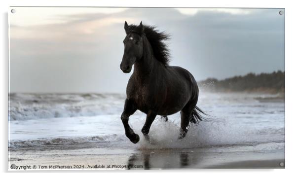 Fresian Horse on Beach Acrylic by Tom McPherson
