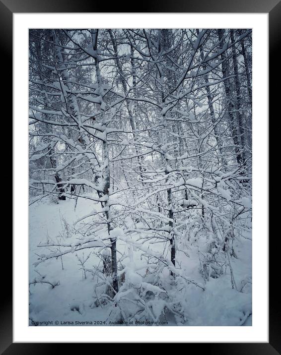 A snow covered forest Framed Mounted Print by Larisa Siverina
