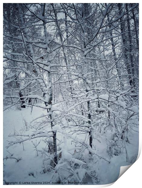 A snow covered forest Print by Larisa Siverina