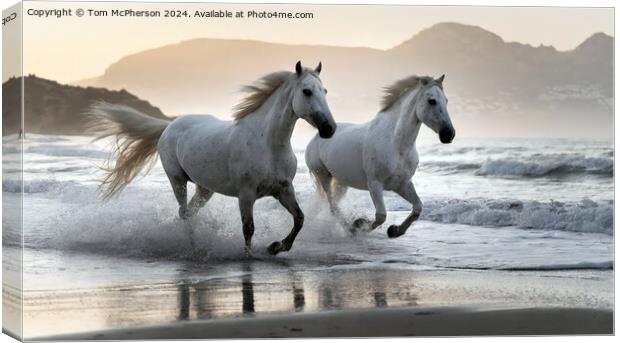 The Andalusian horse Canvas Print by Tom McPherson