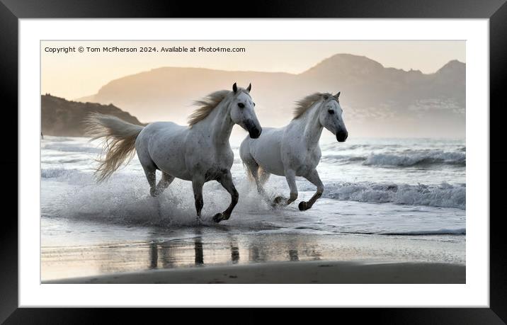 The Andalusian horse Framed Mounted Print by Tom McPherson