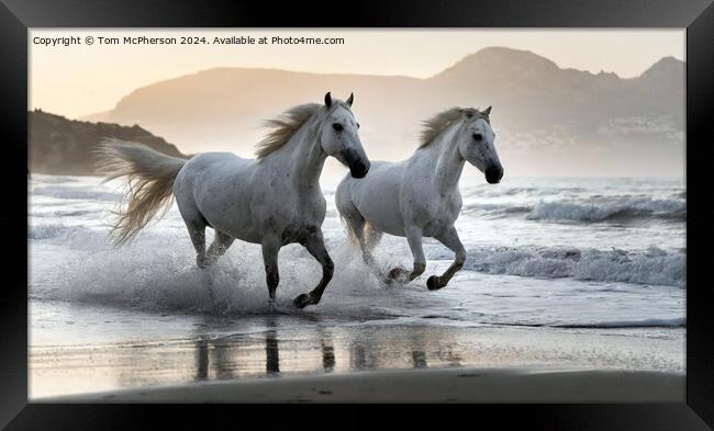 The Andalusian horse Framed Print by Tom McPherson