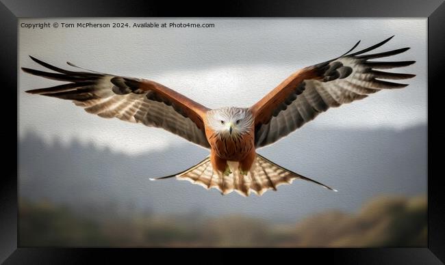 Red Kite in Oils Framed Print by Tom McPherson