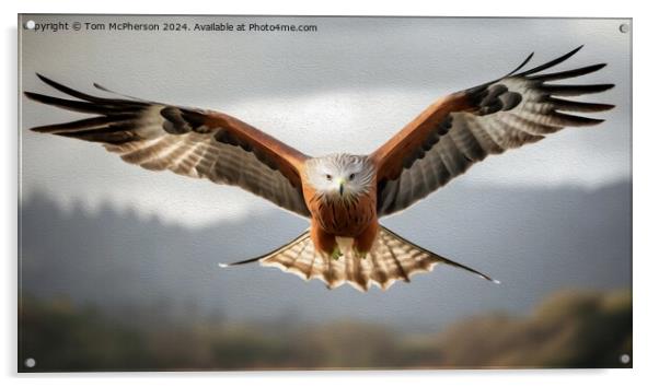 Red Kite in Oils Acrylic by Tom McPherson