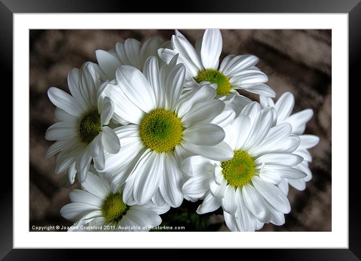 White Daisies Framed Mounted Print by Joanne Crockford