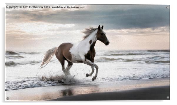 Piebald Horse in Oils Acrylic by Tom McPherson