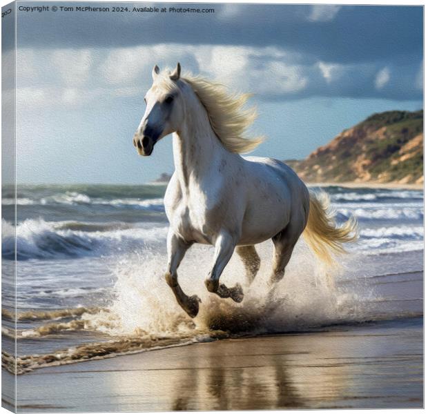 White Andalusian horse in Oils Canvas Print by Tom McPherson