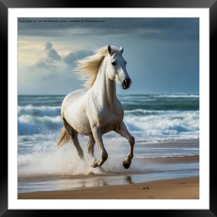 White Andalusian horse in Oils Framed Mounted Print by Tom McPherson