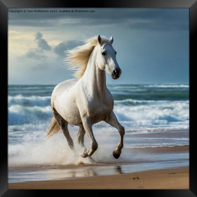White Andalusian horse in Oils Framed Print by Tom McPherson