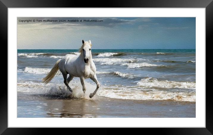 White Andalusian horse in Oils Framed Mounted Print by Tom McPherson